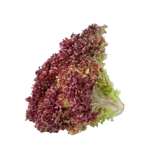 LOLLO ROSSO LETTUCE 200G