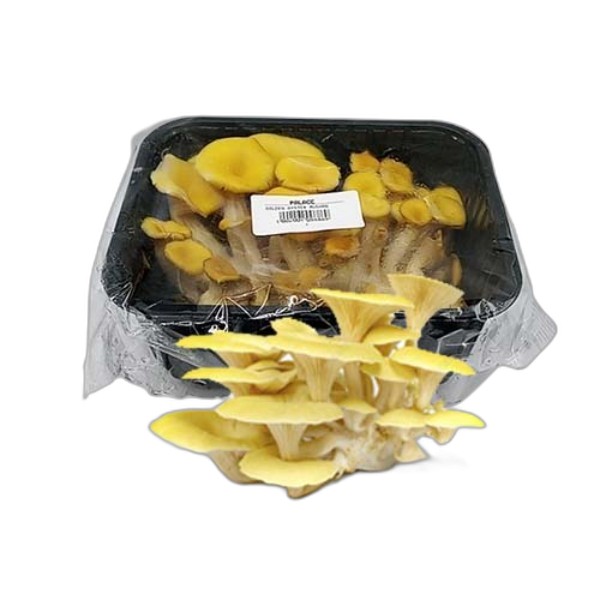GOLDEN OYSTER MUSHROOM 250 G FC