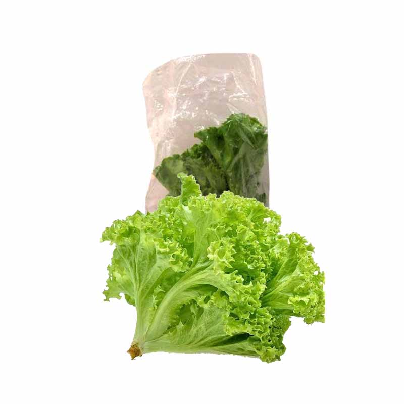 TODGR LETTUCE 200G