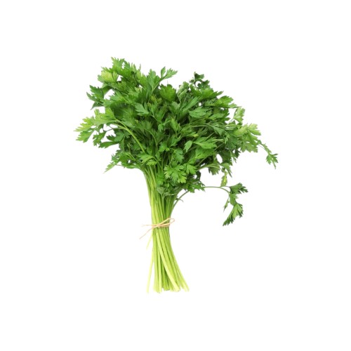 CORIANDER BUNDLE