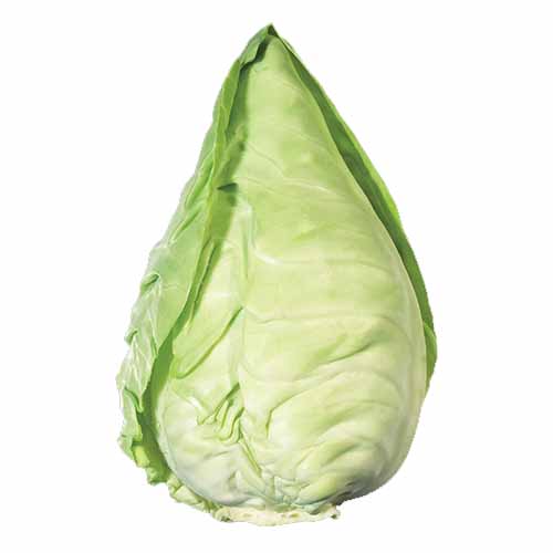 POINTED CABBAGE KG