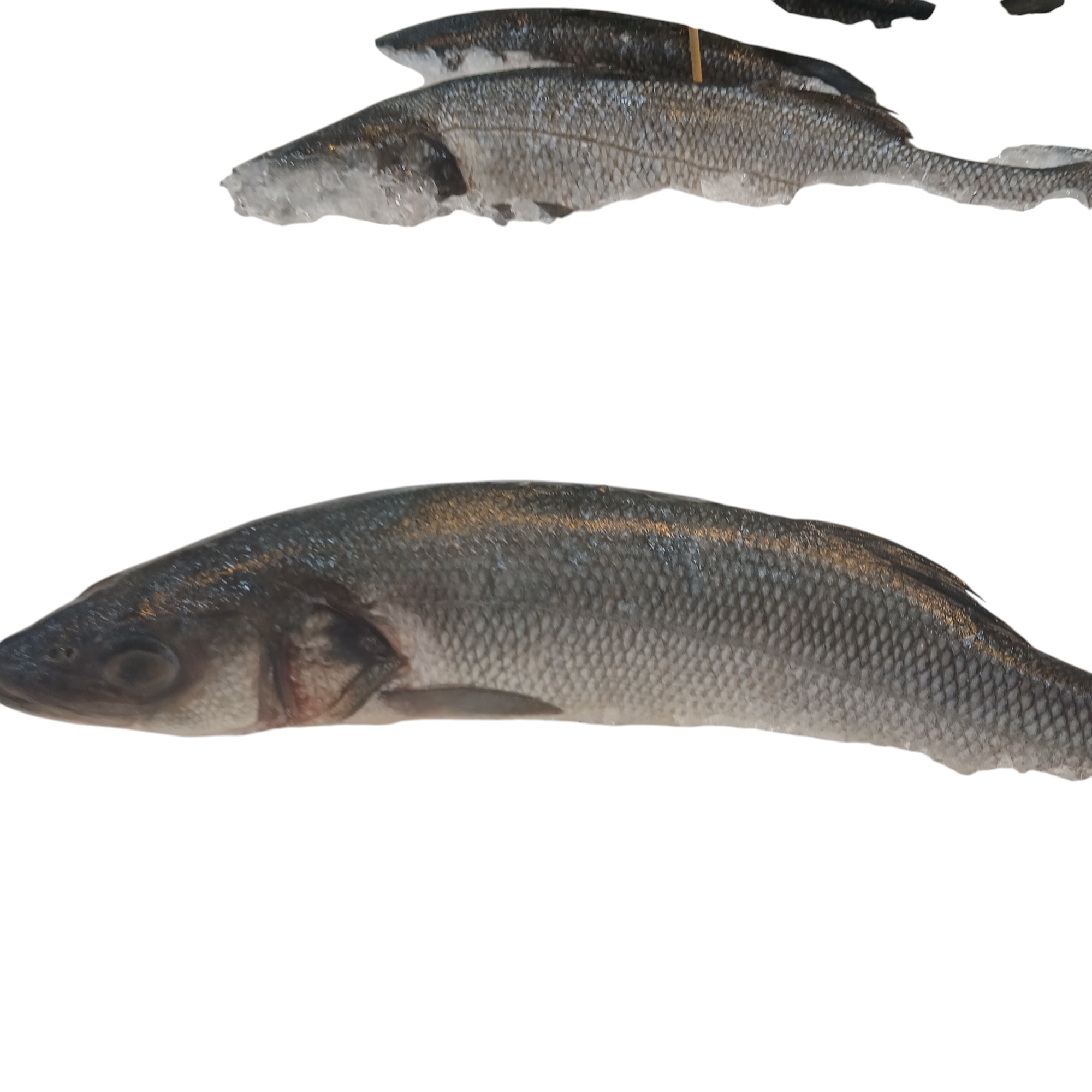 WHOLE SEA BASS HEAD ON