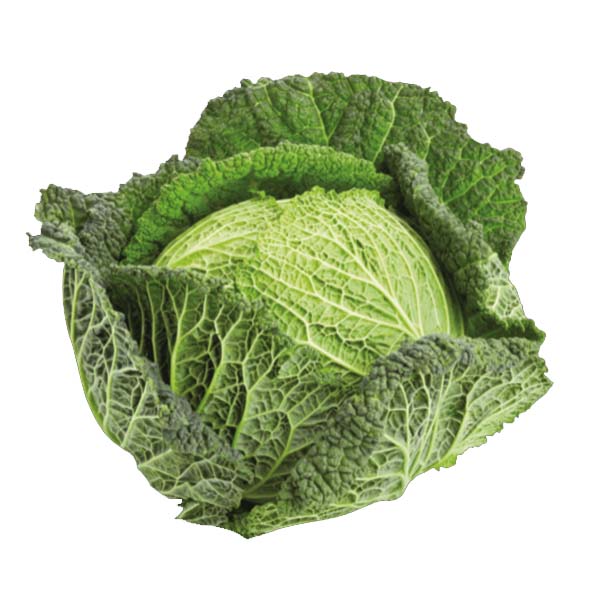 SAVOY CABBAGE KG