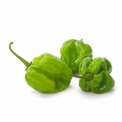 HABANERO GREEN KG PT