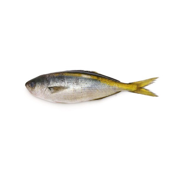 BUTTER FISH KG