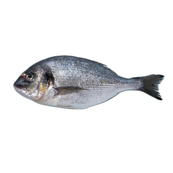 SEA BREAM FISH KG
