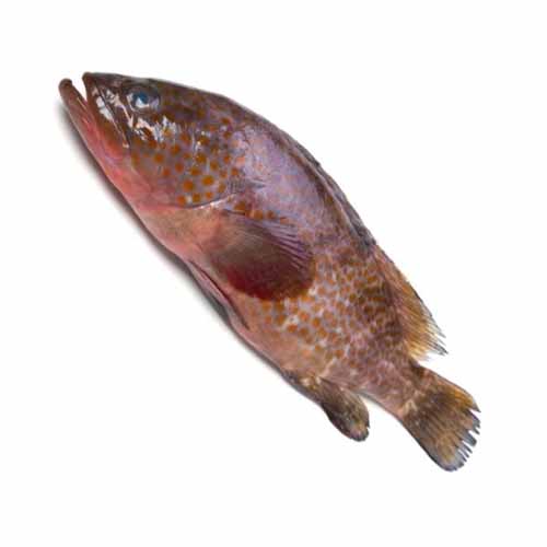 GROUPER FISH KG
