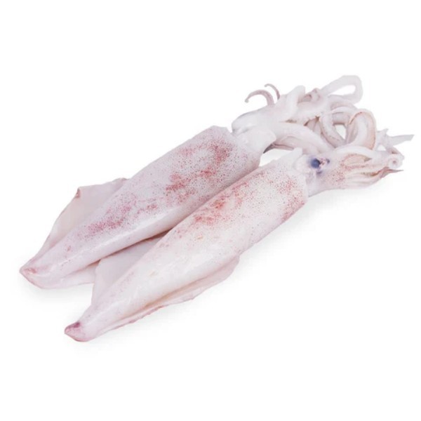 SQUID KG