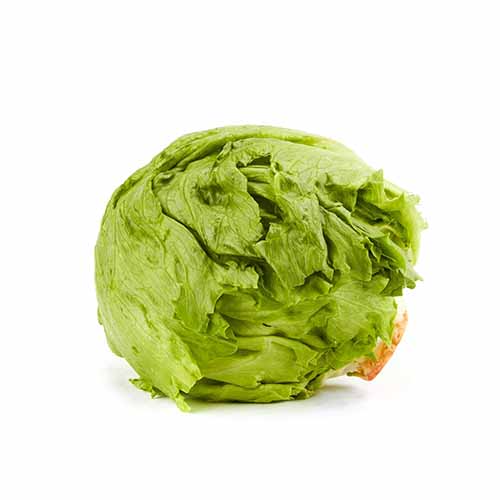 FRESH ICEBERG LETTUCE