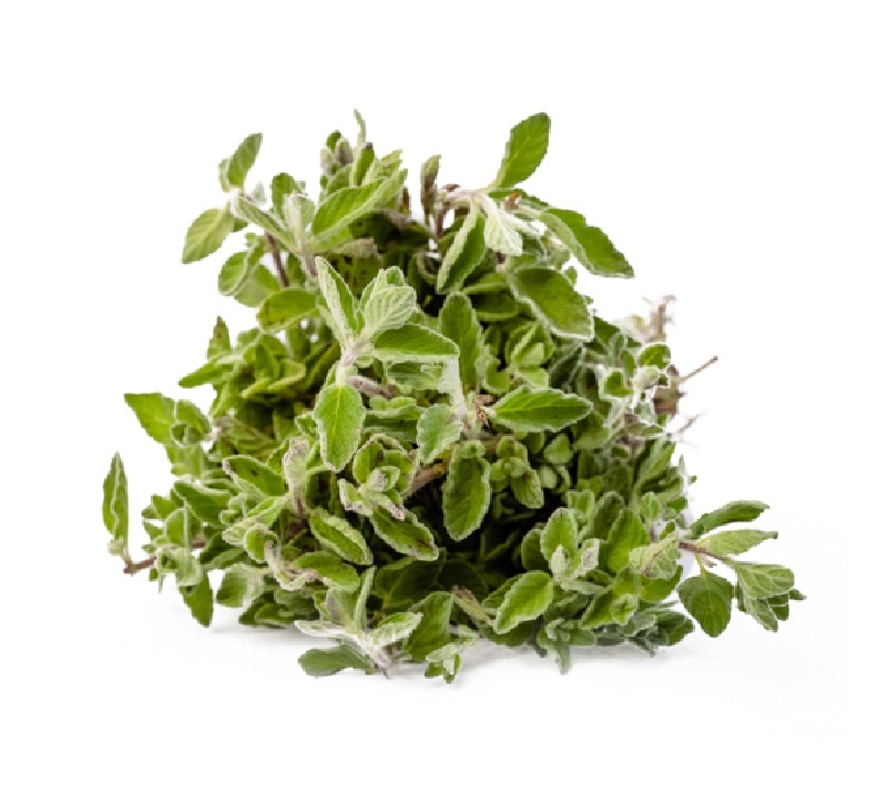 LEB WILD THYME ZAATAR