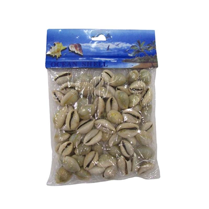 SHELLS OCEAN B-018