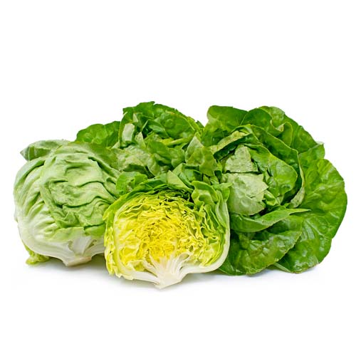 BOSTON LETTUCE LARGE