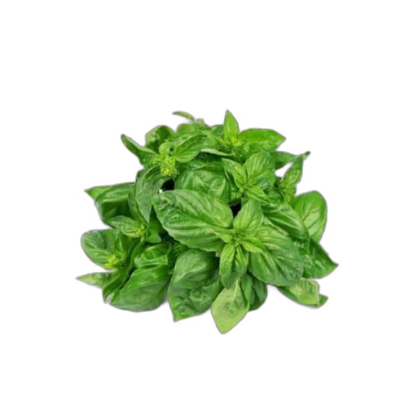 MINT PUNNET