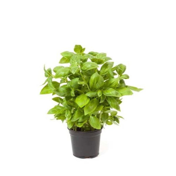 ORGANIC BASIL POT