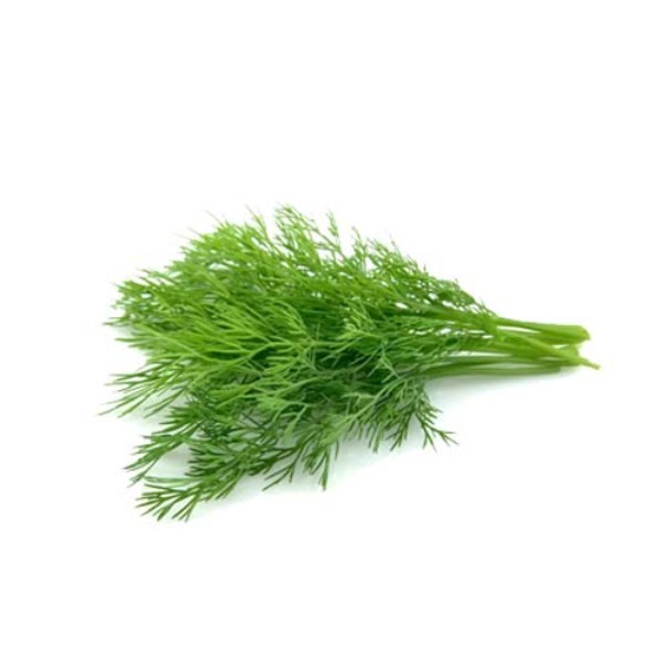 ORGANIC DILL POT