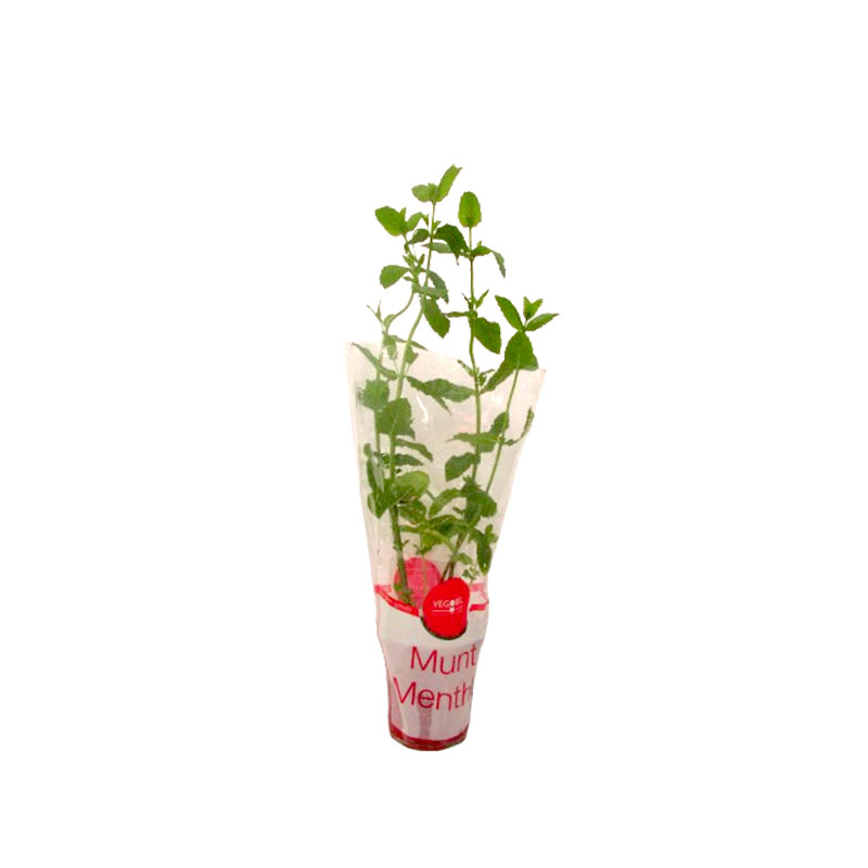 ORGANIC MINT POT