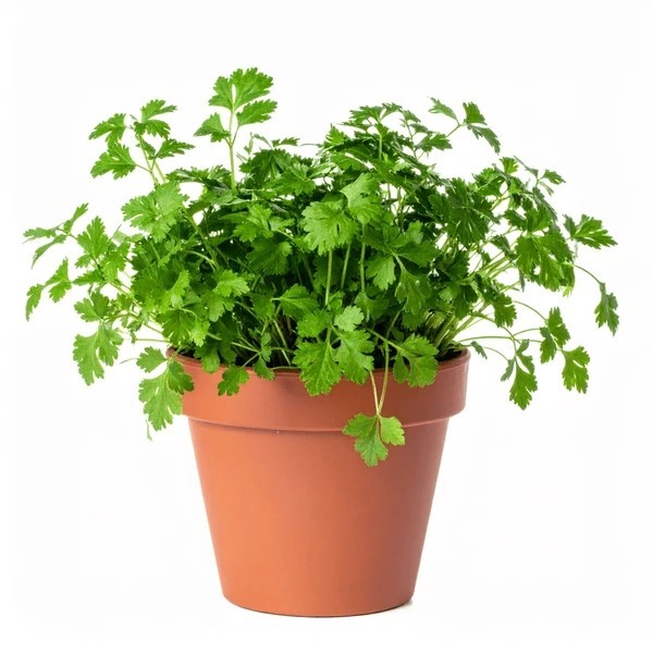 ORGANIC CORIANDER POT