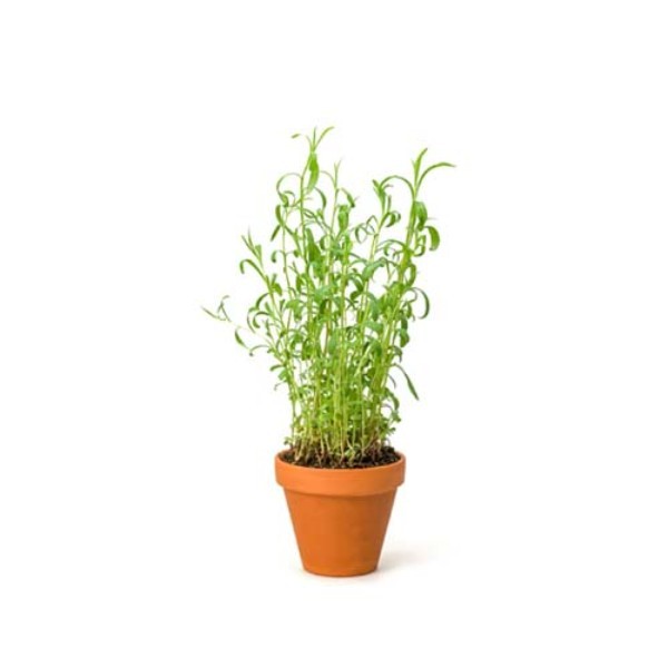 ORGANIC TARRAGON POT