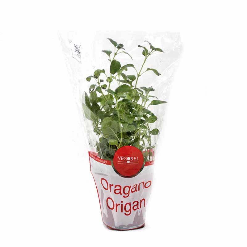 ORGANIC OREGANO POT