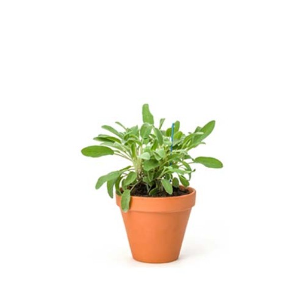 ORGANIC SAGE POT