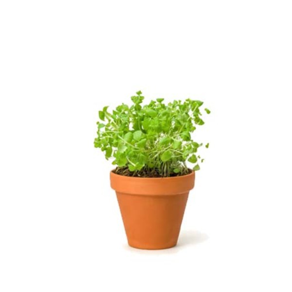 ORGANIC MARJORAM POT