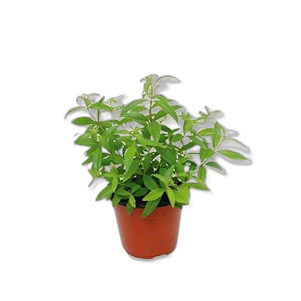 ORGANIC LEMON VERBENA POT LARGE