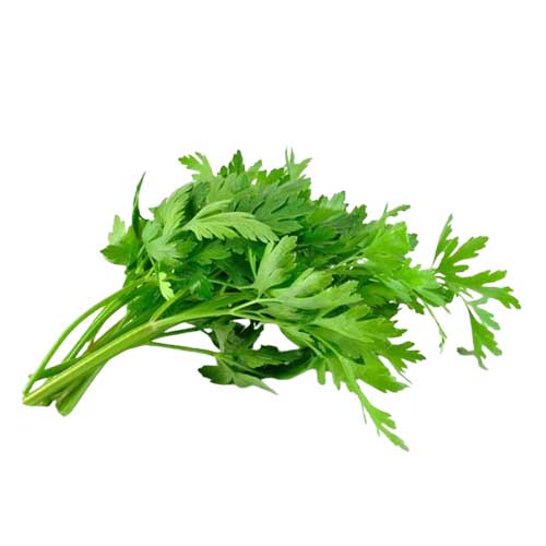 MALF FLAT PARSLEY