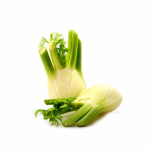 FENNEL