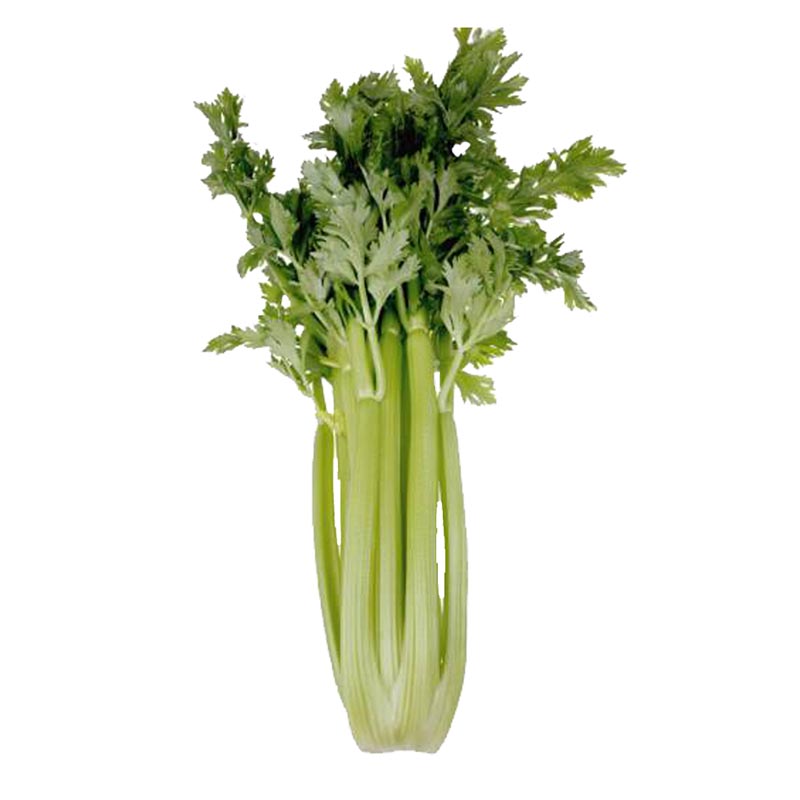 CELERY STICKS