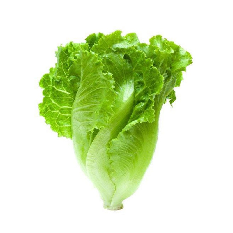 LEB ROMAINE LETTUCE