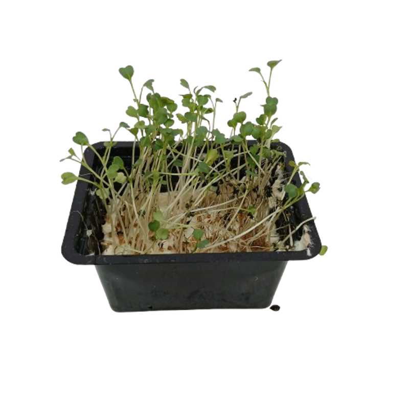 ROCKET CRESS