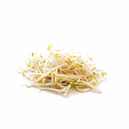 BEAN SPROUTS 250G