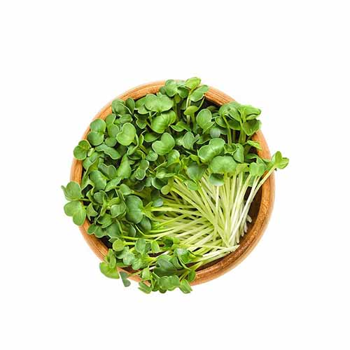 RADISH SPROUTS 100G