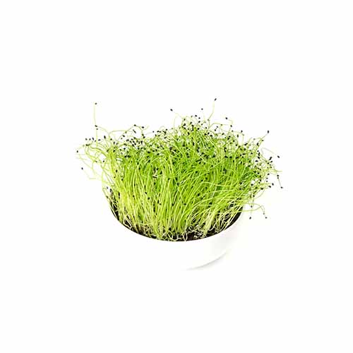 LEEK SPROUTS