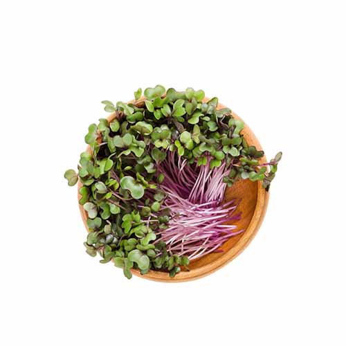 RED CABBAGE SPROUTS 50G