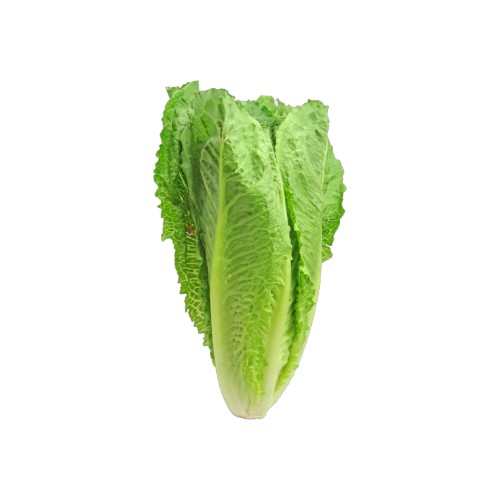 ROMAINE LETTUCE
